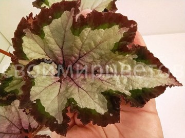 Бегония Hemsleyana 12022021 1